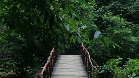 Genesis 8-11; Psalm 3